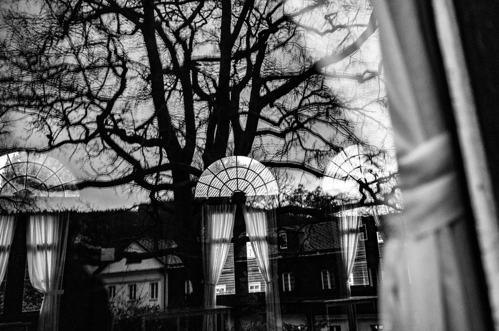 ilustrační foto - odraz stromu v okně