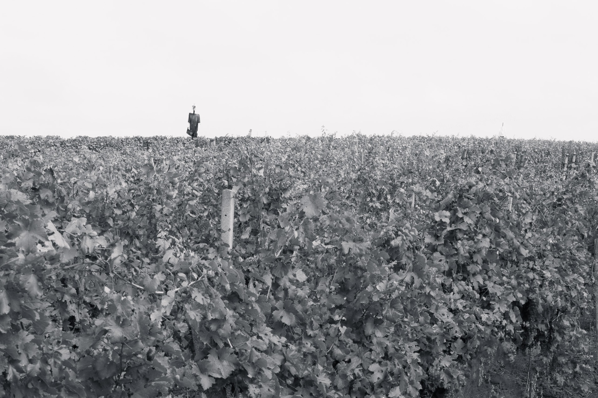 helena bezecná - "polednice"