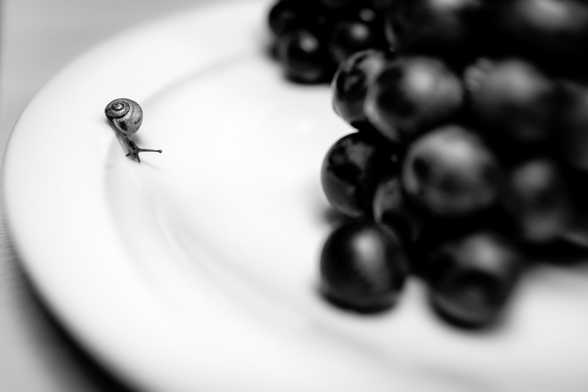 helena bezecná - "host"